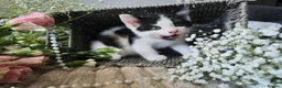 Mixed Breed cats for sale: Beautiful Kittens Looking for Loving Forever Homes - Advert 9