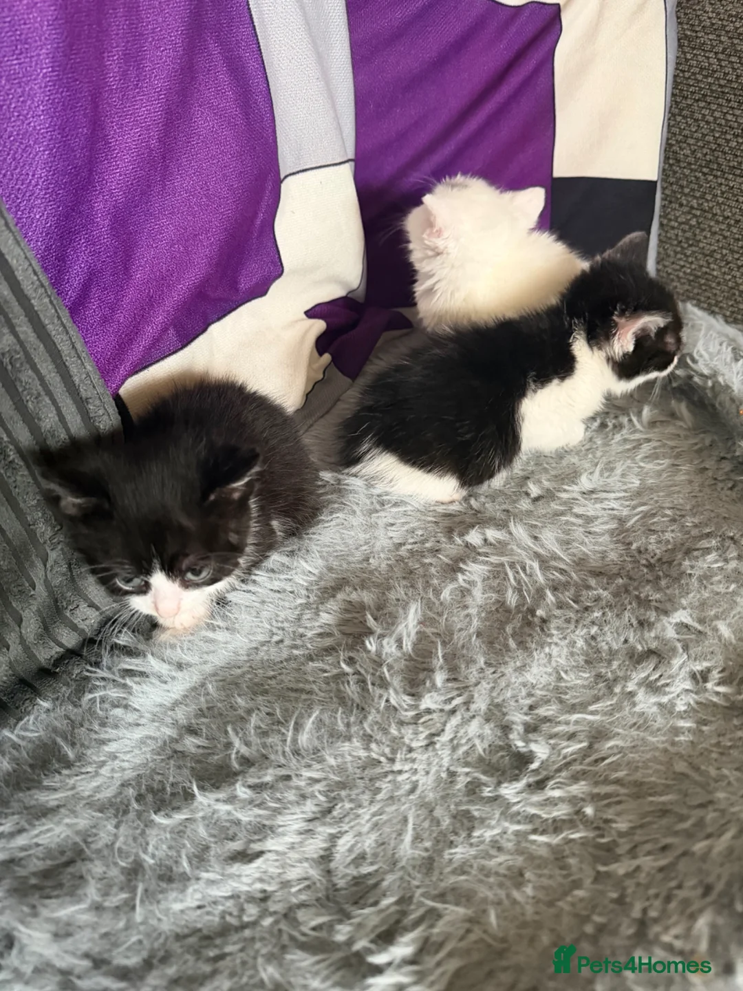 Mixed Breed cats for sale: 2 male kittens black and white 5 weeks old - Advert 3