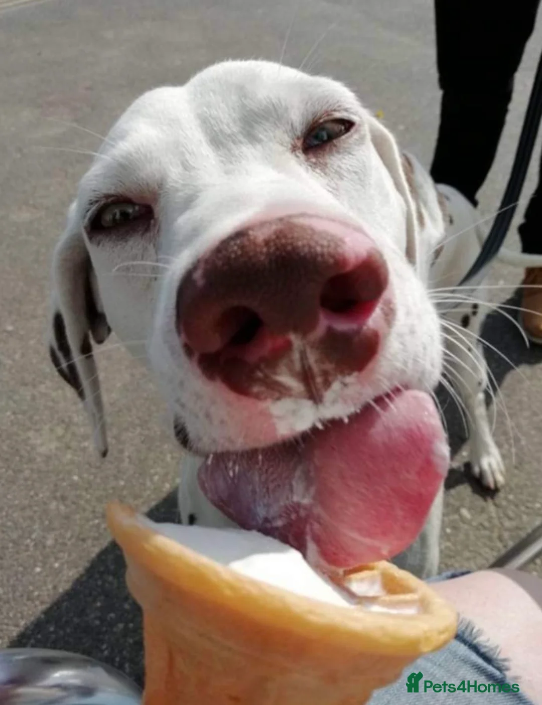 Dalmatian dogs for sale: 8 year old Dalmatian - Polly - liver spotted - Advert 2