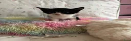 Mixed Breed cats for sale: 5 black and white kittens  in Leeds - Advert 6