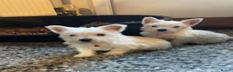 West Highland Terrier dogs for sale: Beautiful Westie puppies for sale  - Advert 6