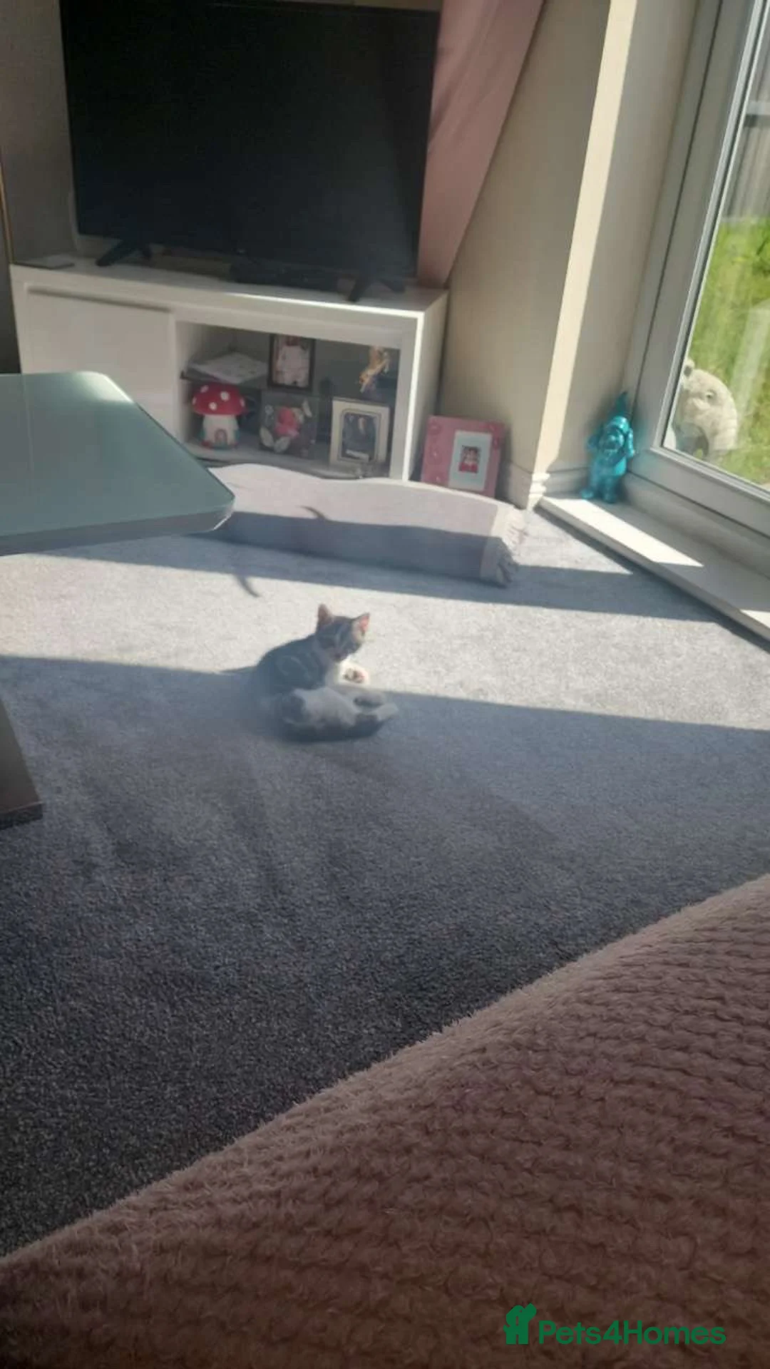 Mixed Breed cats for sale: 11 week old beautiful boy kitten  in Saltburn-by-the-Sea - Advert 2
