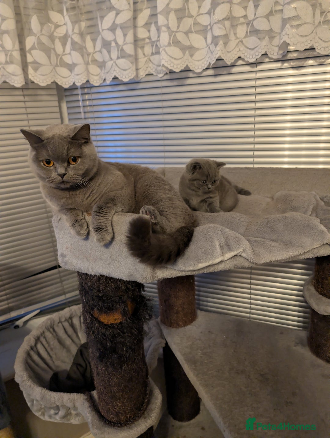 British Shorthair cats for sale: 4 British Short Hair  - Advert 4
