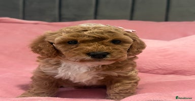 Cavapoochon dogs - Advert 4