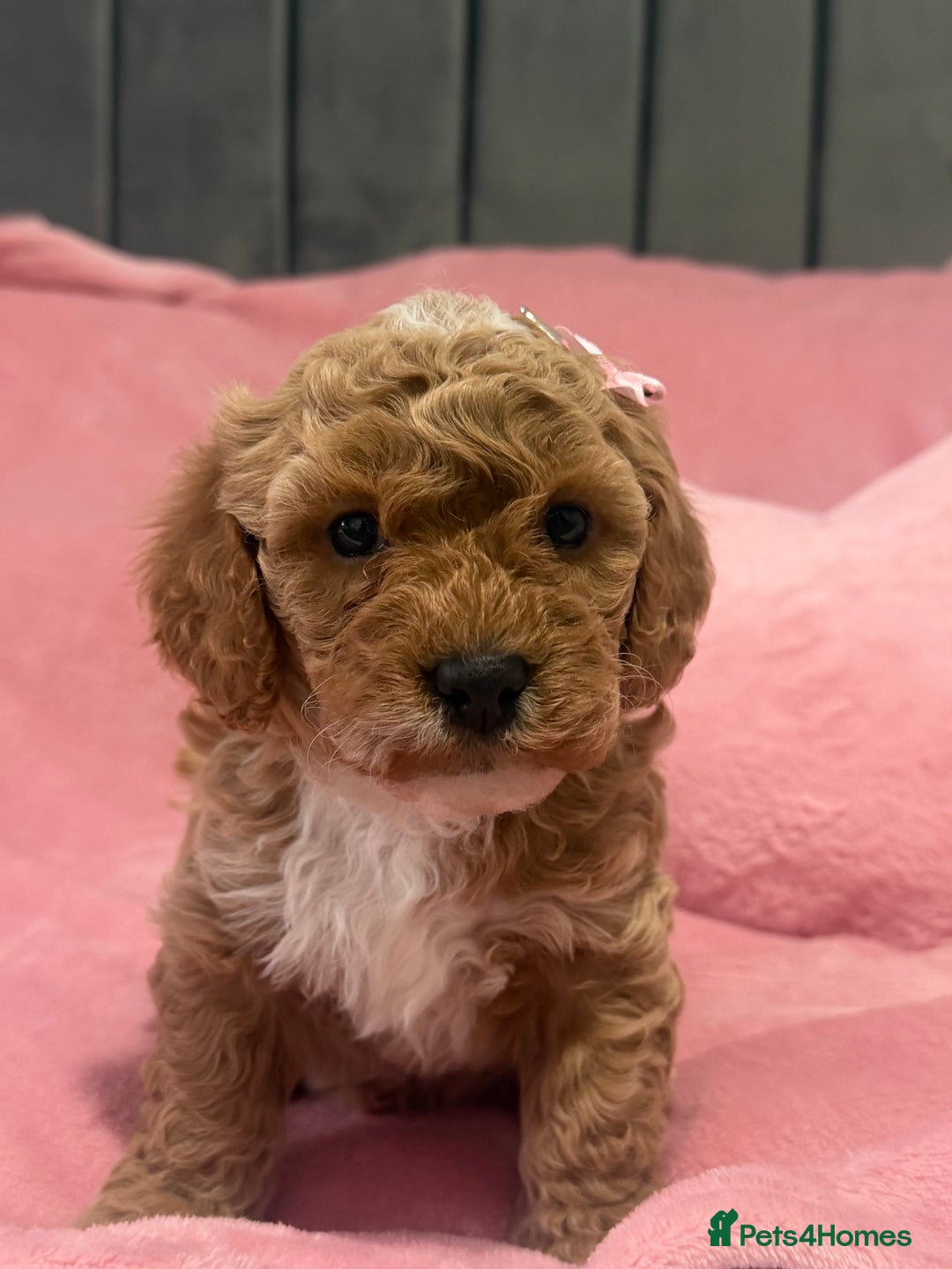 Cavapoochon dogs for sale: Adorable Cavapochoon Puppies - Image 3