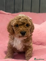 Cavapoochon dogs - Advert 4