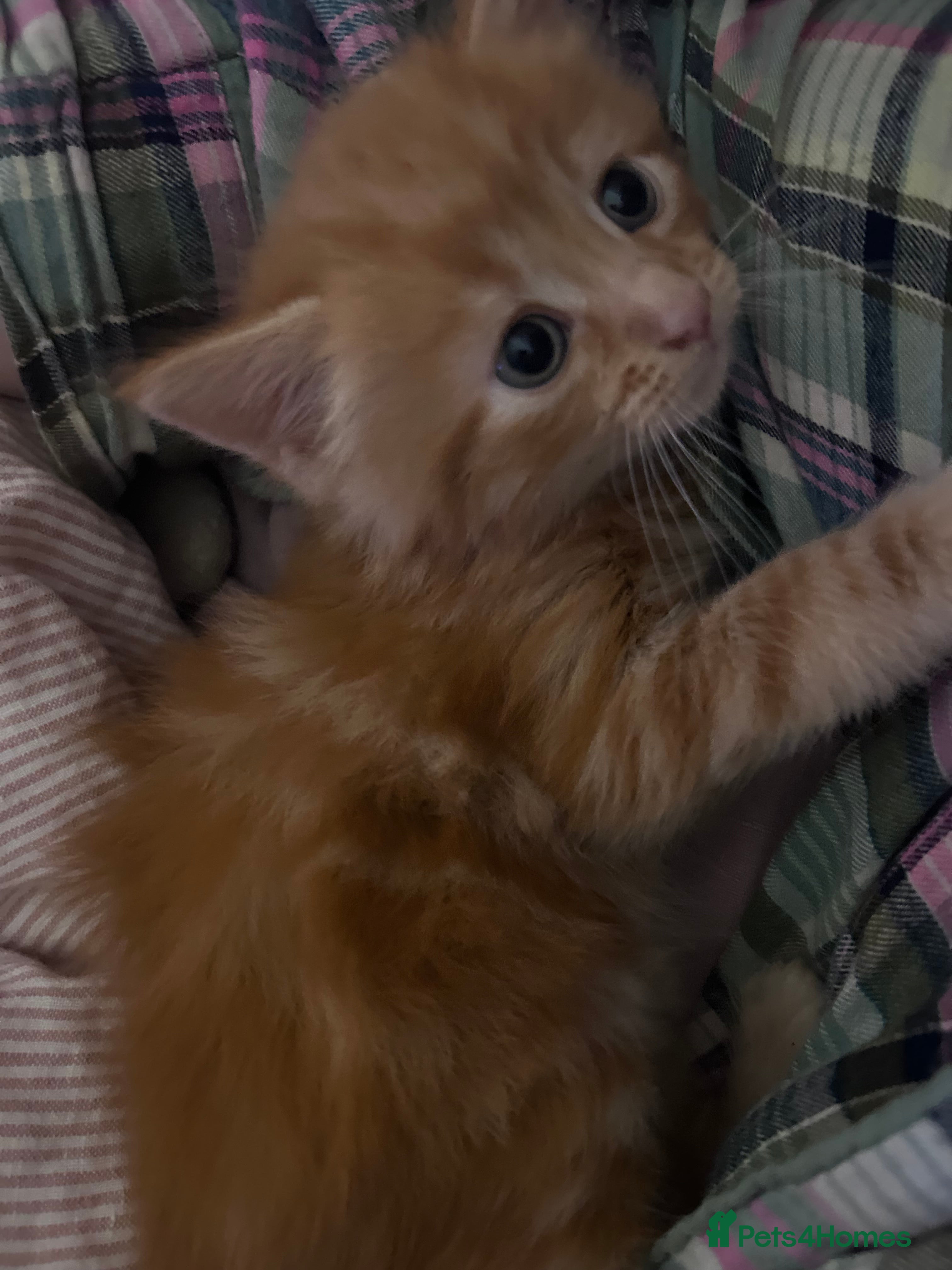 British Longhair cats Ginger British long hair male kitten - Advert 7
