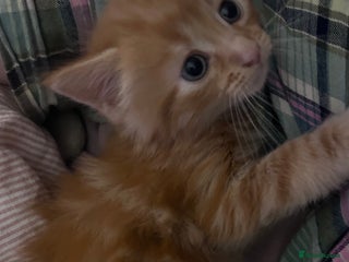 British Longhair cats Ginger British long hair male kitten - Advert 7