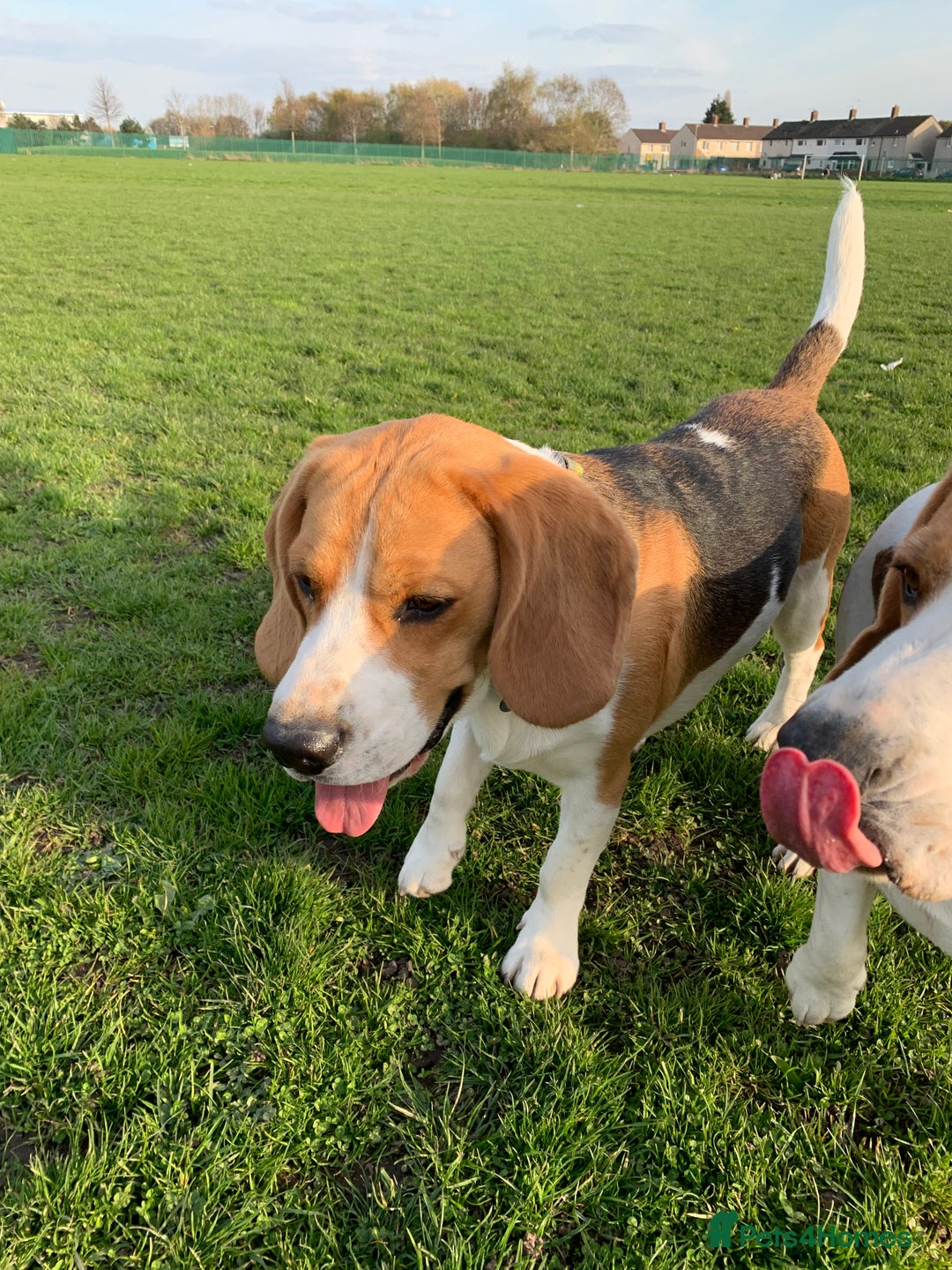 Beagle dogs for stud: Ragnar (KC STUD) in Liverpool - Image 5