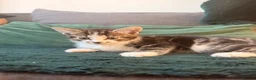 Mixed Breed cats for sale: 3 Beautiful Tabby & White Kittens - Advert 3