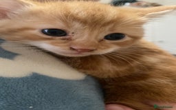 Mixed Breed cats for sale: Long haired mixed breed - Advert 4