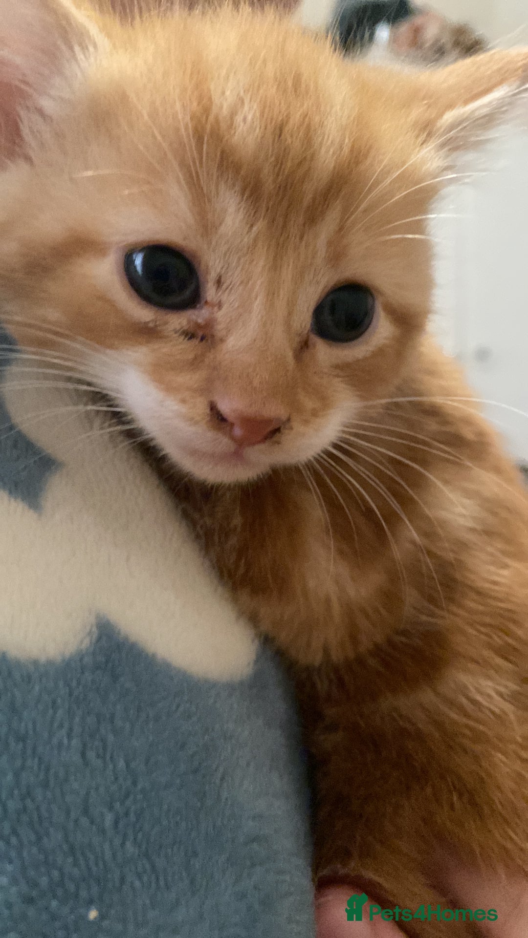 Mixed Breed cats for sale: Long haired mixed breed - Advert 4