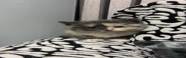 Mixed Breed Kitten 2