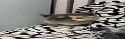Mixed Breed cats for sale: 4 kittens for sale  in Rotherham - Advert 4