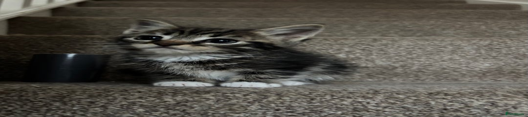 Mixed Breed Kitten 1