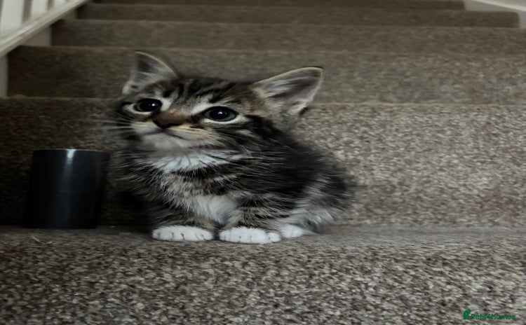Mixed Breed cats - Advert 2