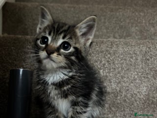 Mixed Breed cats - Advert 13