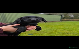 Labrador Retriever dogs for sale: KC Reg Labrador Puppies - Therapy Dog Mum - Image 5
