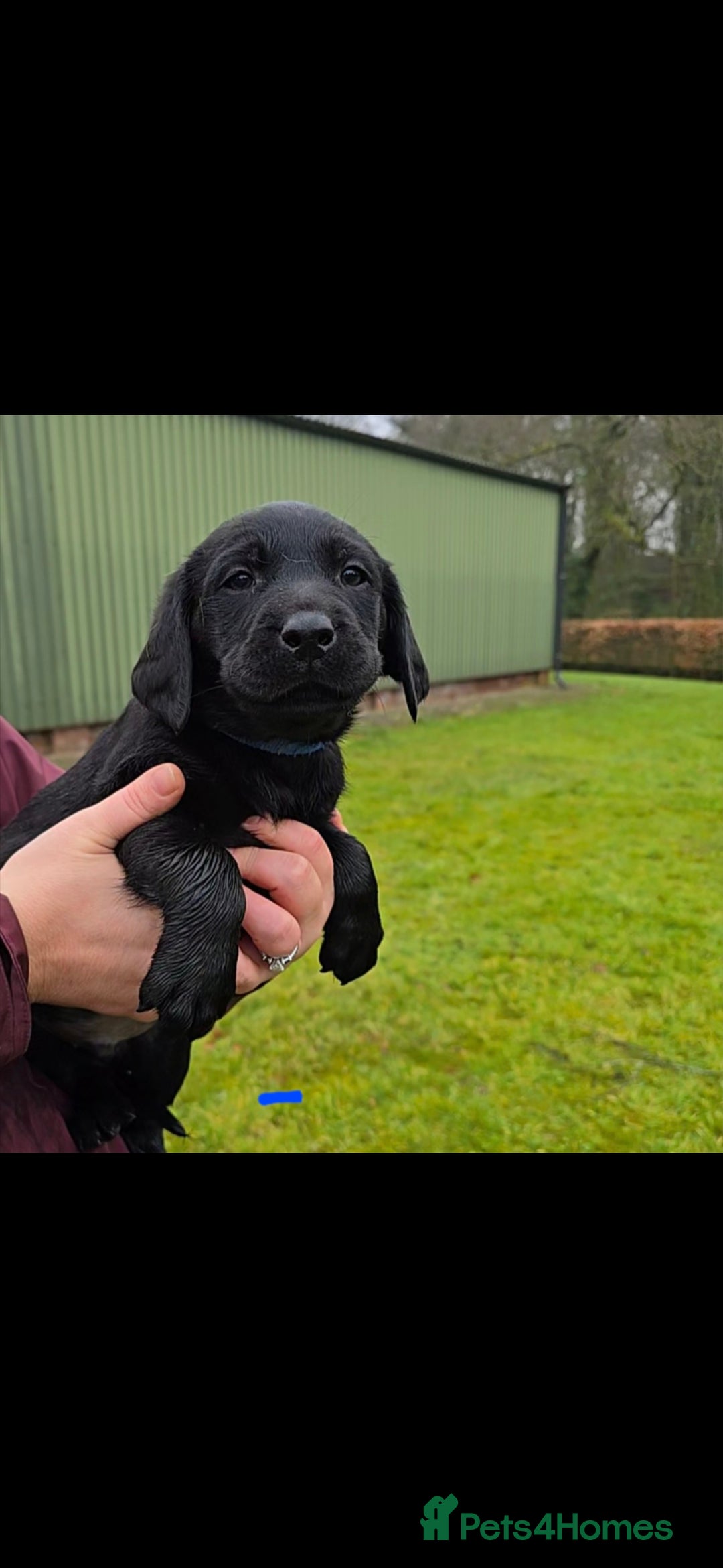 Labrador Retriever dogs for sale: KC Reg Labrador Puppies - Therapy Dog Mum - Image 5
