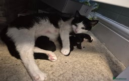 British Shorthair cats for sale: 4 kittens for sale - Image 6