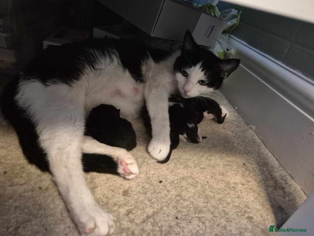 British Shorthair cats for sale: 4 kittens for sale - Image 6