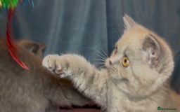 British Shorthair cats for sale: Blue & Fawn Boys & Girls - Image 11