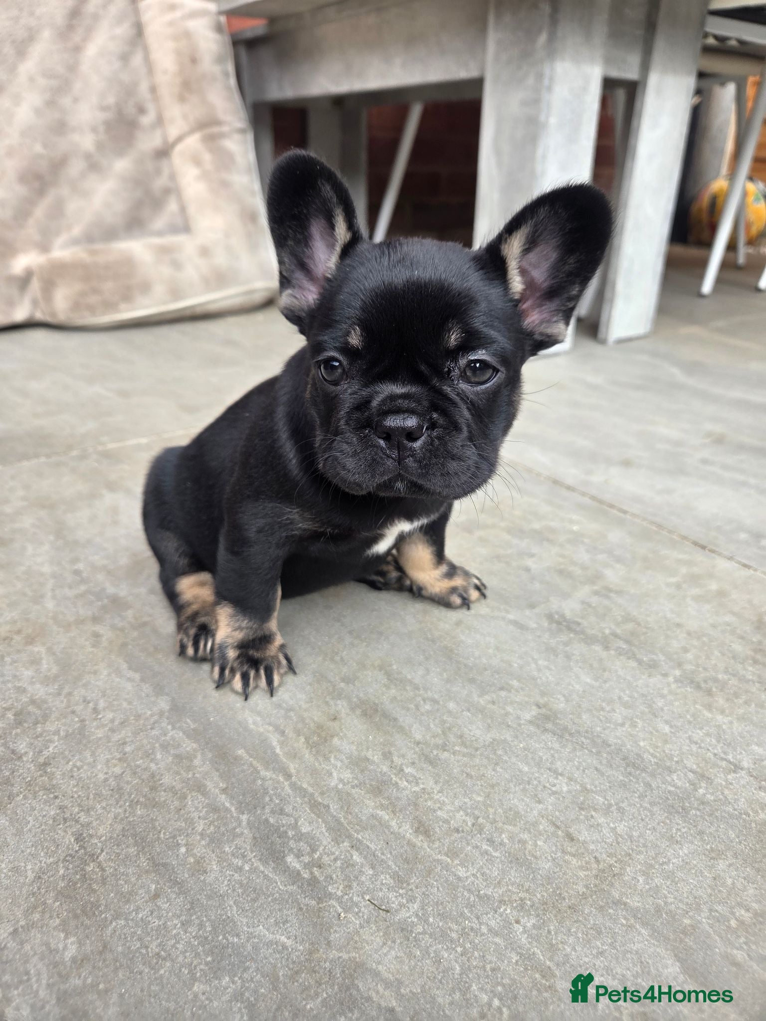 French Bulldog dogs French bulldog pups lovely colours  - Advert 2