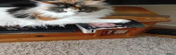 Maine Coon cats for sale: Maine coon  - Advert 11
