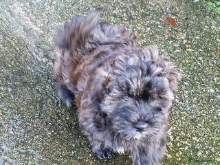 Havanese dogs Adorable Havanese - Advert 1