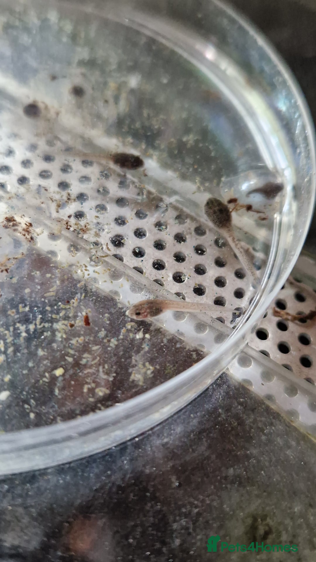 Frog reptiles for sale: Amereega basslei Sisa tadpoles  - Advert 5