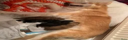 Mixed Breed dogs for sale: Collie mix pups in Gloucester - Advert 11