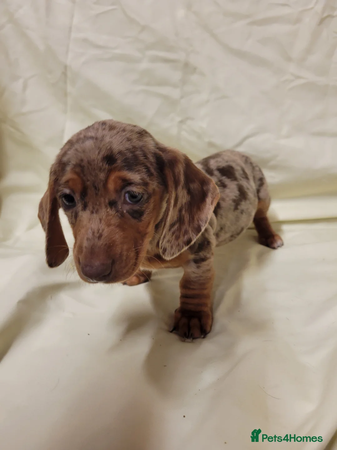 Miniature Dachshund dogs for sale: Miniature Dachshund Puppies for Sale - Advert 7