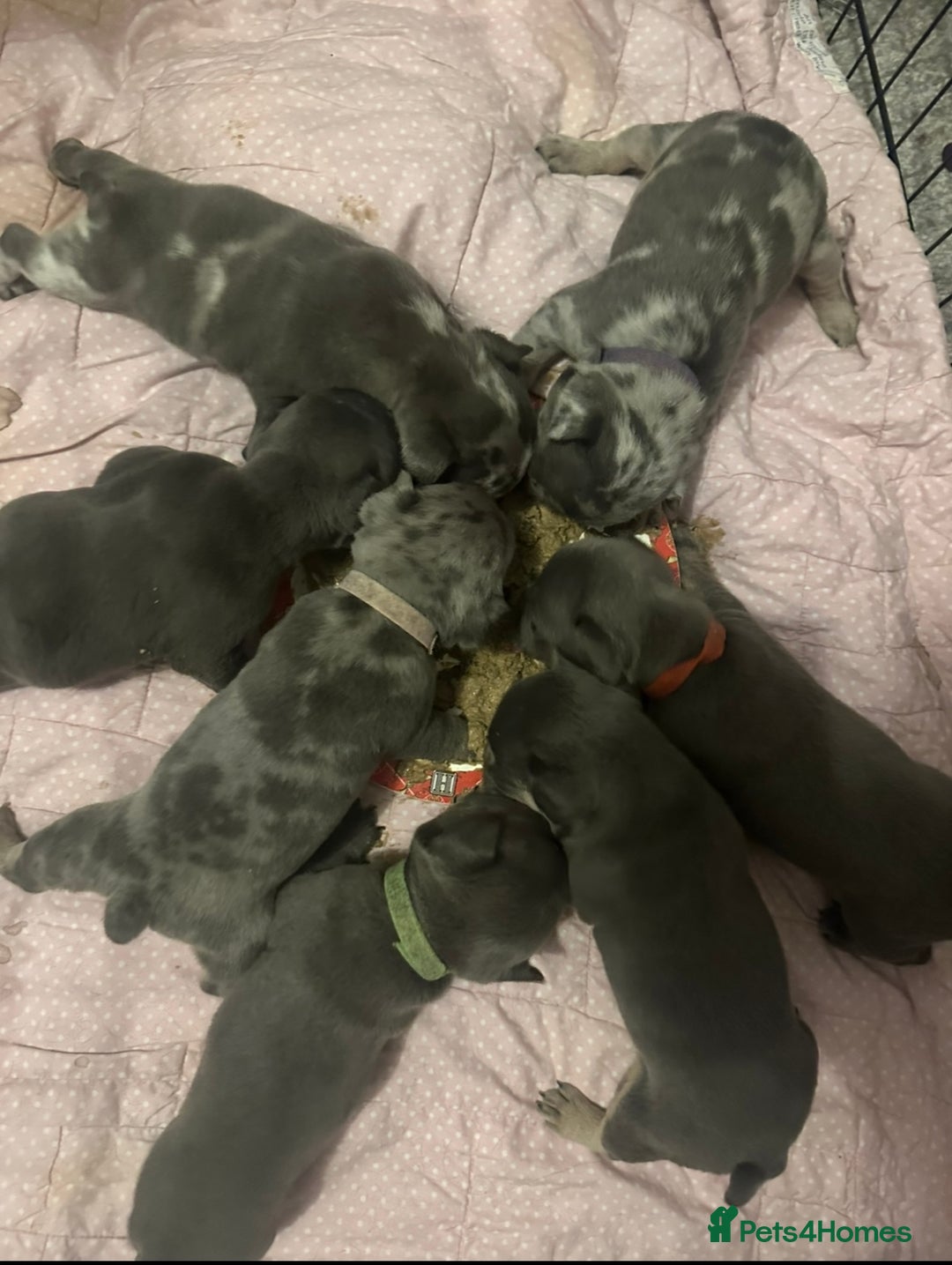 Mixed Breed dogs for sale: Frenchie cross pocket bullies  - Image 8