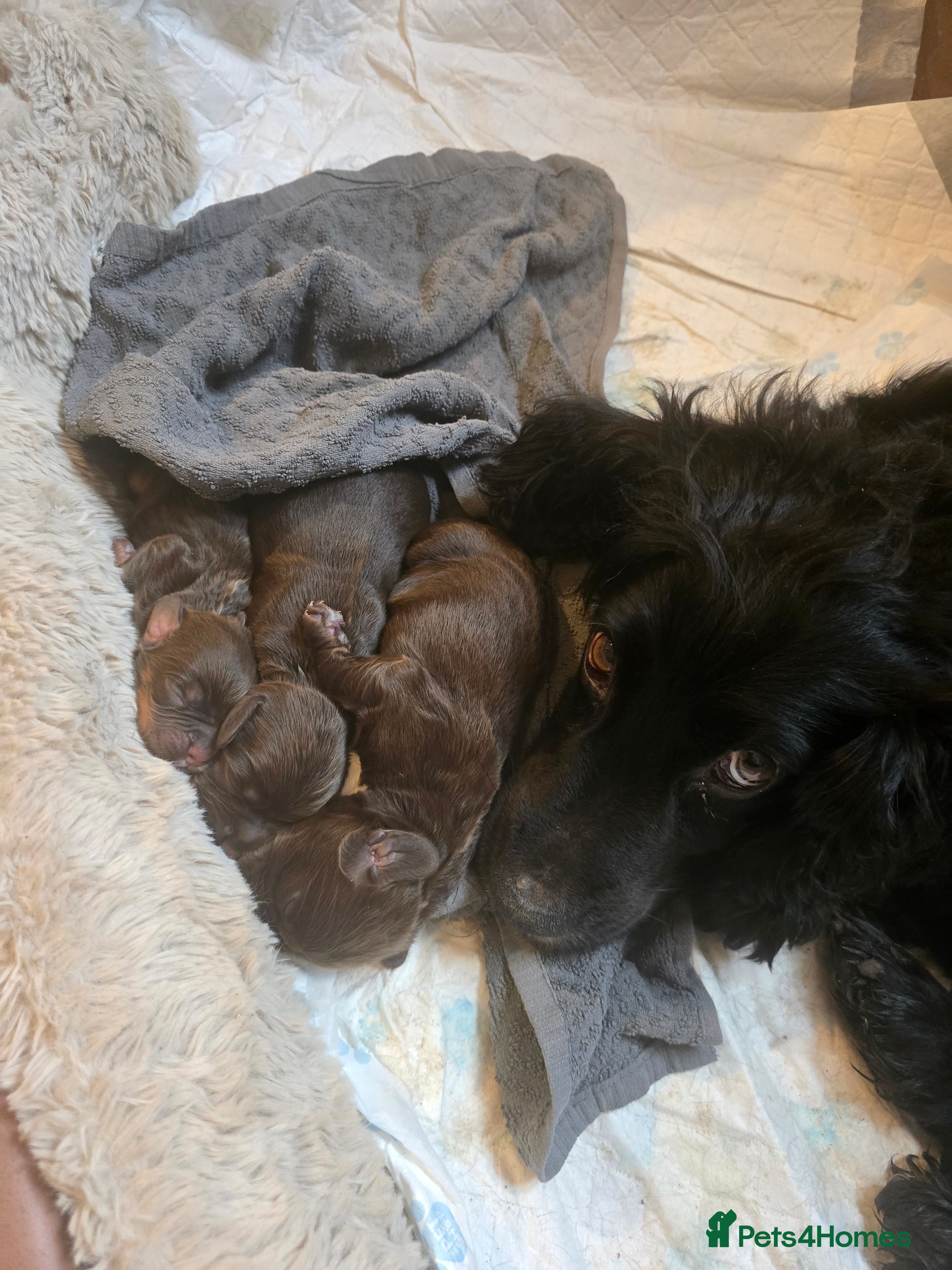 Cocker Spaniel dogs Cocker spaniel puppies - Advert 1