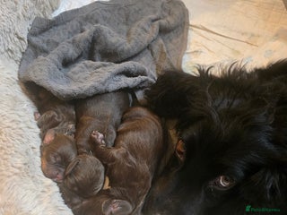 Cocker Spaniel dogs Cocker spaniel puppies - Advert 1