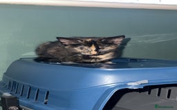 British Longhair cats for sale: 2 beautiful kittens looking for a home - Image 5