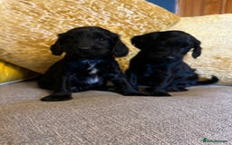 Cockapoo dogs for sale: F1 Cockapoo puppies boys - Image 4
