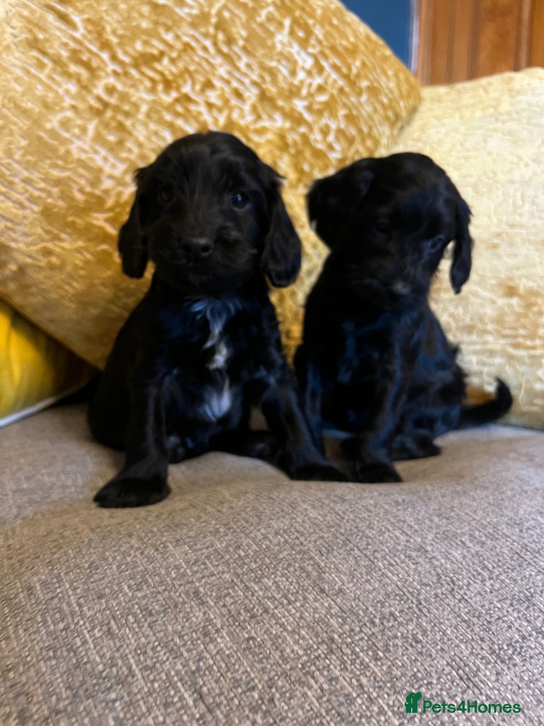 Cockapoo dogs for sale: F1 Cockapoo puppies boys - Image 4