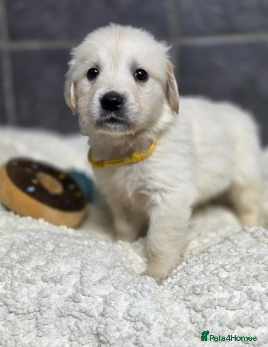 Golden Retriever dogs for sale: Beautiful kc golden retriever pups - Advert 11