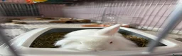 Mixed Breed rabbits for sale: Neutered white male 6 months bunny and enclosure  - Advert 6