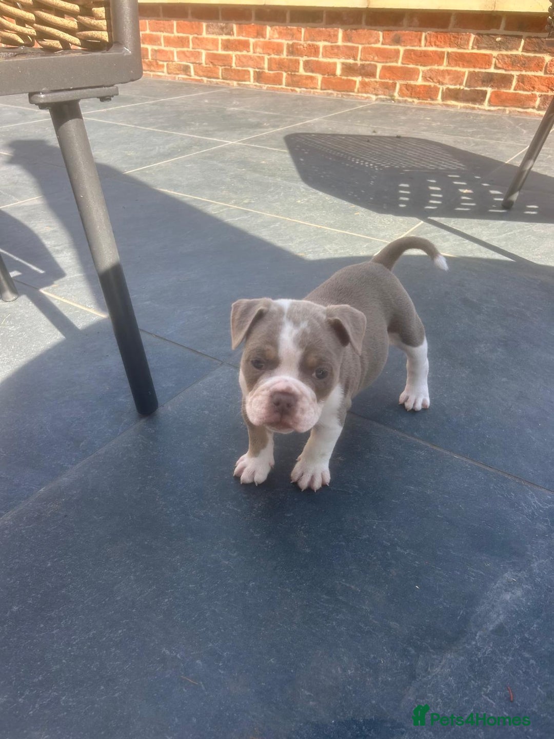 Olde English Bulldogge dogs for sale: Olde English Bulldog Puppies - Image 17