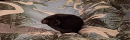 Mixed Breed cats for sale: Last Gorgeous Girl Available Due to Cancellation in ELY - Advert 9