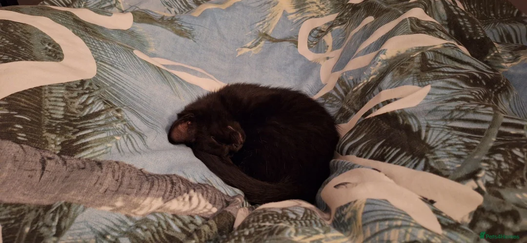 Mixed Breed cats for sale: Last Gorgeous Girl Available Due to Cancellation in ELY - Advert 9