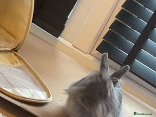 Mixed Breed rabbits for sale - Advert 1