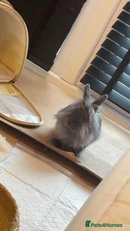 Mixed Breed rabbits 2 adult Mini lops X lion heads - Advert 3