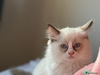 Ragdoll cats - Advert 21