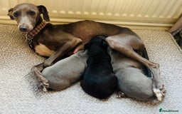 Italian Greyhound dogs for sale: 🐾kc registered Italian greyhound puppies 🐾 - Image 4