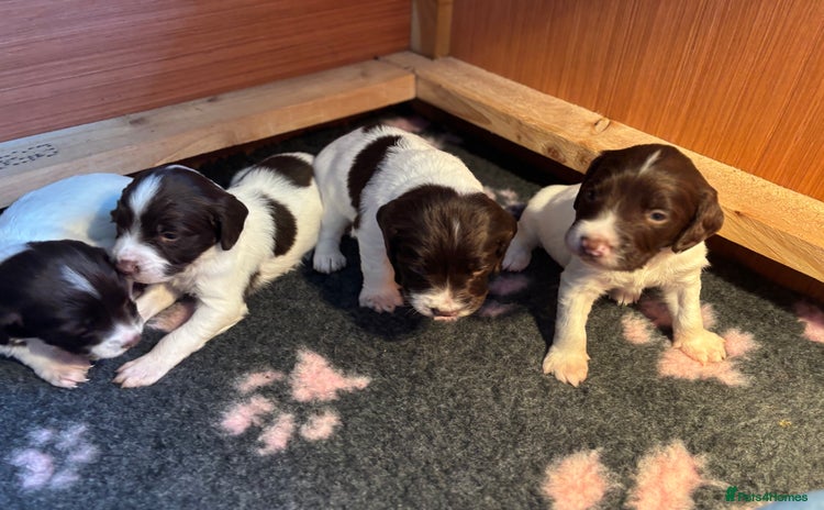 English Springer Spaniel dogs - Advert 1
