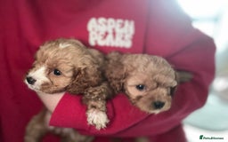 Cavapoo dogs for sale: Cavapoo puppies  - Image 2