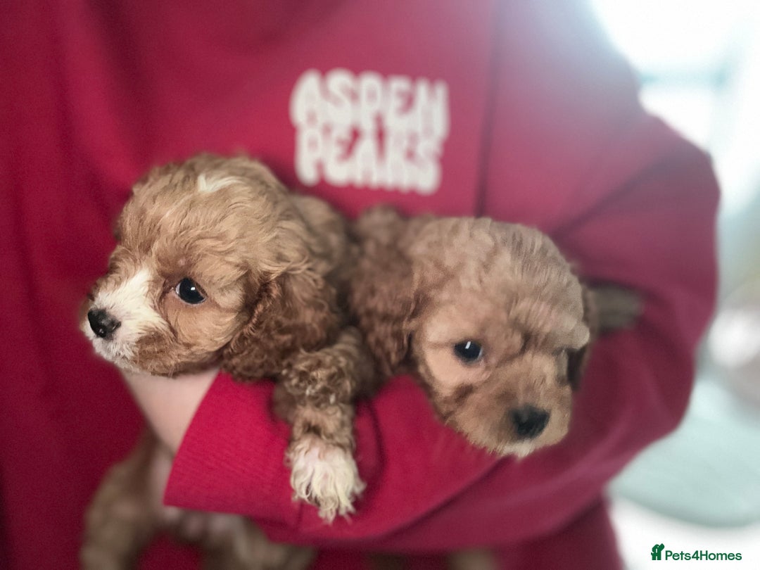 Cavapoo dogs for sale: Cavapoo puppies  - Image 2